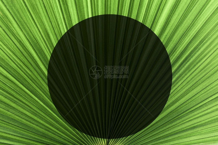 春天小样圆叶绿色奇异的利维斯托纳罗顿迪奥利亚棕榈叶背景图象的纹身图片