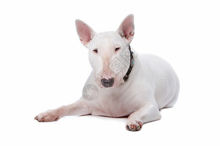 狗后卫白色背景孤立的公牛堤平台梗犬图片
