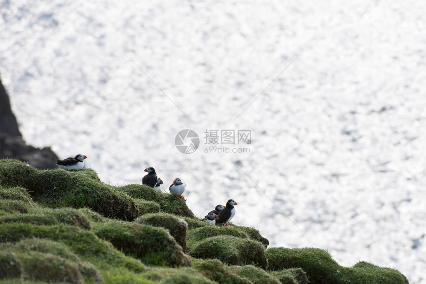 羽毛一种观鸟在法罗群岛悬崖上坐着底有海洋的大西雀亚马孙图片