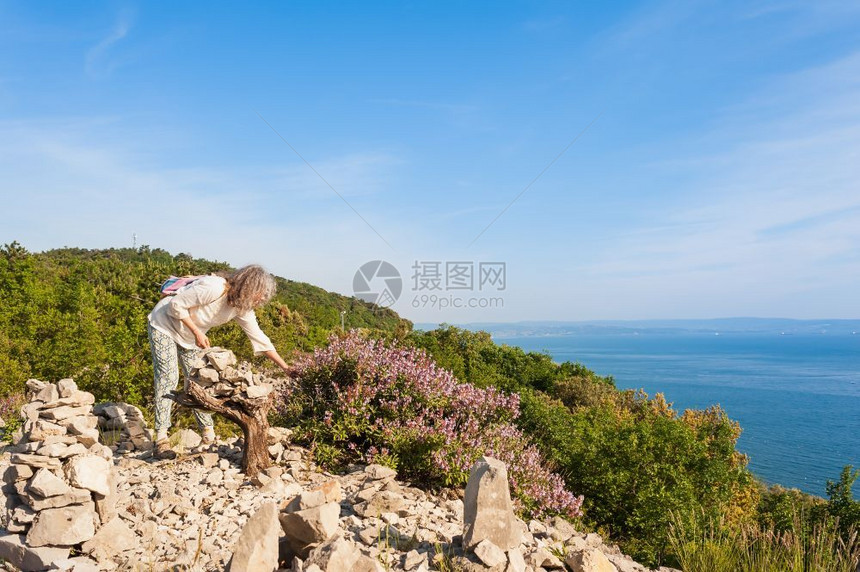 自由俯瞰乡村的在意大利里雅斯特州Duino悬崖自然保护区内的一条小径上女远足者收集俯冲海边悬崖上的野生Sage图片