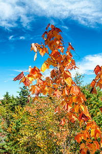 落下自然新英格兰的树叶季节木林中的棕叶色图片
