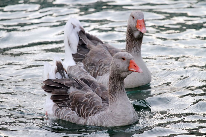 橙迷人的两只野鹅悄地漂浮在水上湖边的野鹅姿势图片