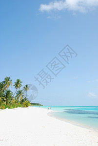 冷静的植物群马尔代夫岛上美丽的景色海滩马尔地夫岛景观图片