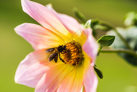 花的蜜蜂收集来自粉色贝都因Dahlias的蜜蜂花雏菊糖图片