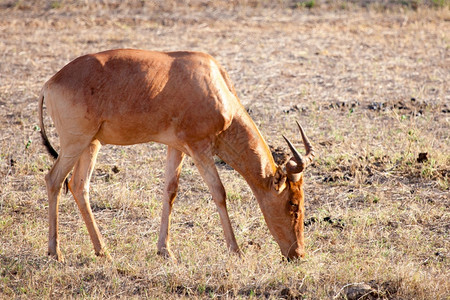 公园股票美丽肯尼亚热带草原风景中食的羚羊图片