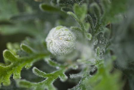 植物群意大利托斯卡纳花园的朵吸引人白色图片