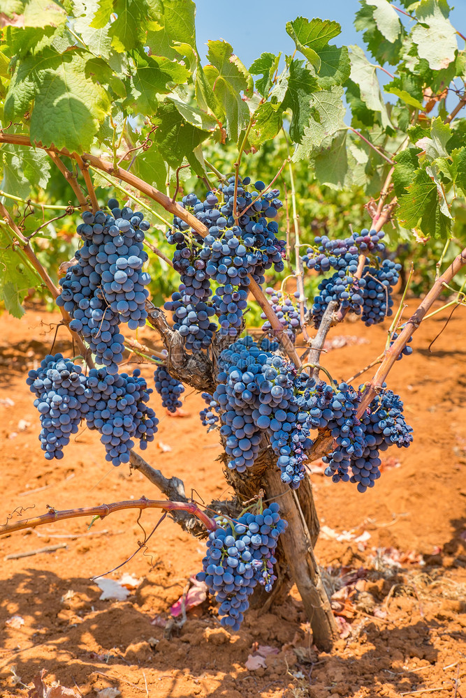 葡萄园中装满一堆蓝葡萄的植物文化填充分支机构图片