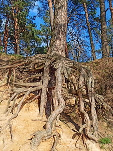 大根松树在森林里根生长在地面上大根松树在森林里户外针叶公园图片