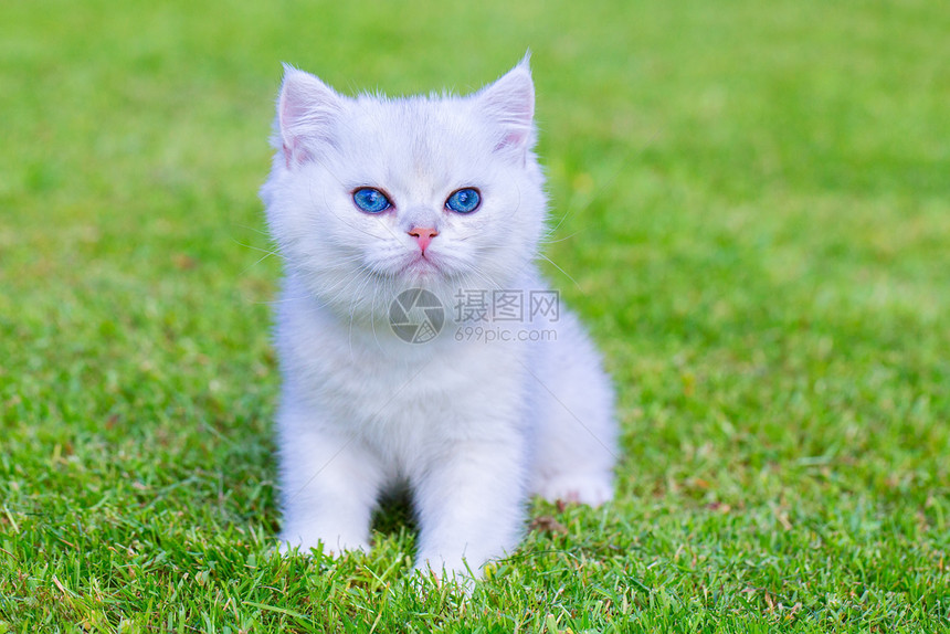 一只白色银的短毛猫坐在绿草坪上外面哺乳动物国内的图片