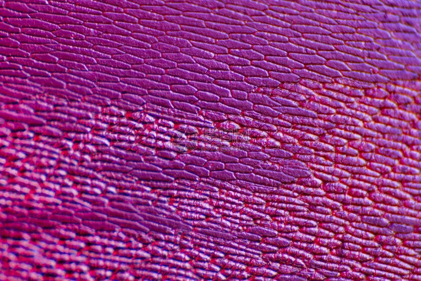 蔬菜红色的质地洋葱明显外皮细胞适合作为草原背景的内皮细胞红番茄的清洁外皮细胞图片