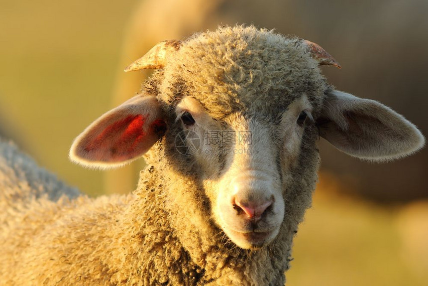 放牧哺乳动物甜的看着镜头可爱奇特羔羊肖像图片