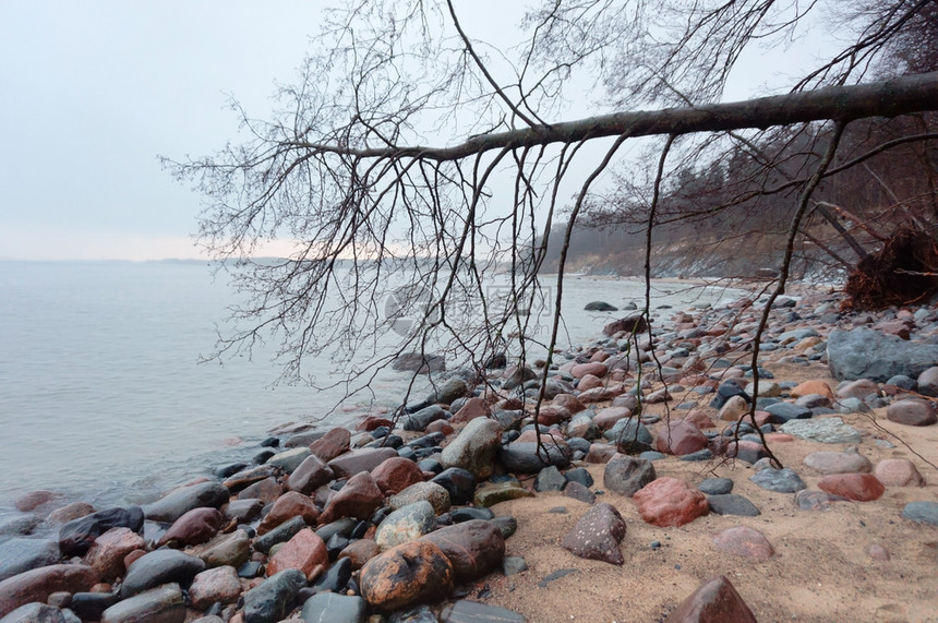 多岩石的海岸和倒下的树波罗海野生岸波罗的野生岸岩石的和倒下树木海滨风景优美图片