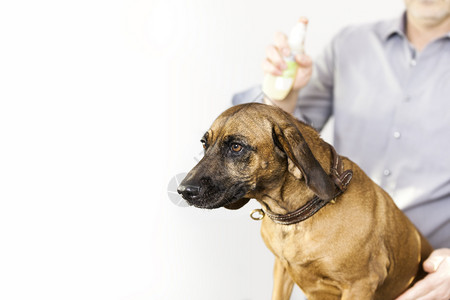 复制动物头发一只巴伐利亚焊接狗在沙龙的图象左侧有空间图片