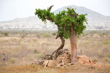 国民一种津巴布韦些狮子在树荫下休息两只狮子在树荫下休息图片