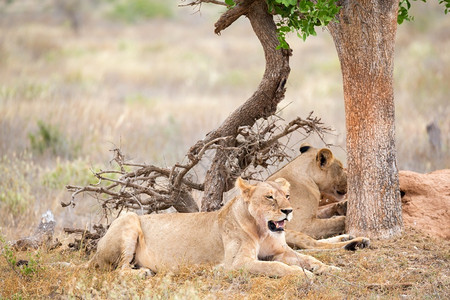 目的地一些狮子在树荫下休息两只狮子在树荫下休息冒险危的图片