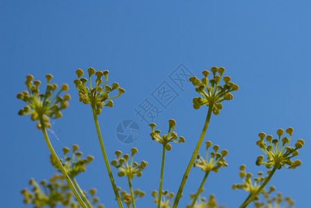 素食主义者植物学关闭在蓝天背景的茴香花关闭在天空背景的茴香花植物群图片