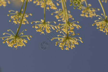 草本植物夏天关闭在蓝背景的茴香花关闭在天空背景的茴香花生长背景图片
