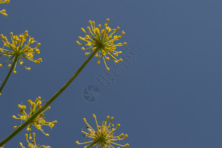 农业关闭在蓝天背景的茴香花关闭在天空背景的茴香花园味道图片