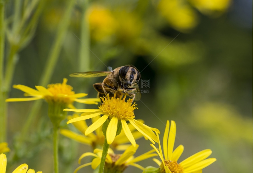 蜜糖飞有蜂昆虫的黄花寻找蜂蜜户外图片