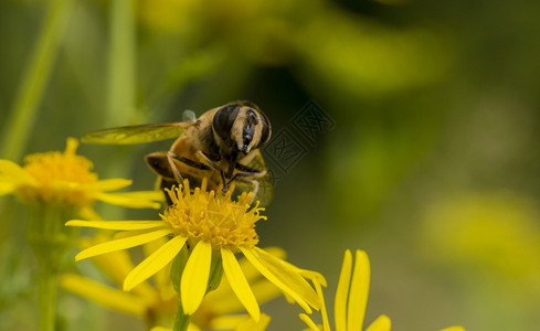 收集有蜜蜂昆虫的黄花寻找蜂蜜动物眼睛图片