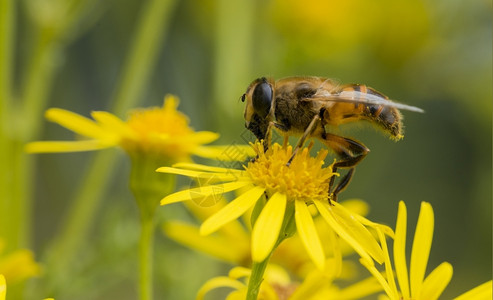 野生动物蜜糖有蜂昆虫的黄花寻找蜂蜜触角图片