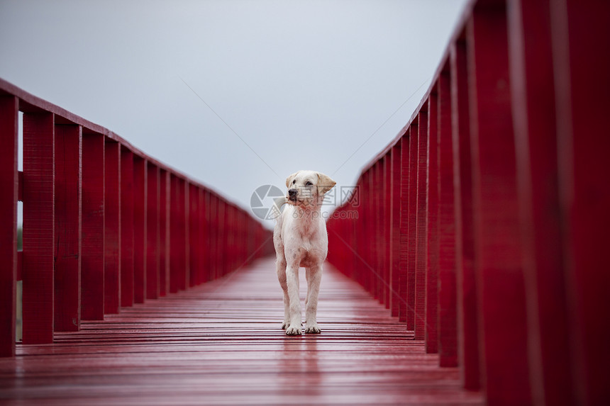 颜色独自的流浪狗站在红木桥上空的天中展望未来悲哀图片