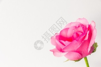 卡片白色背景上的粉红玫瑰带有文字空间的徽喜庆的图片