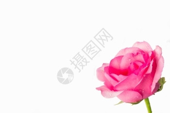 花环美丽的覆盖白色背景上的粉红玫瑰带有文字空间的图片