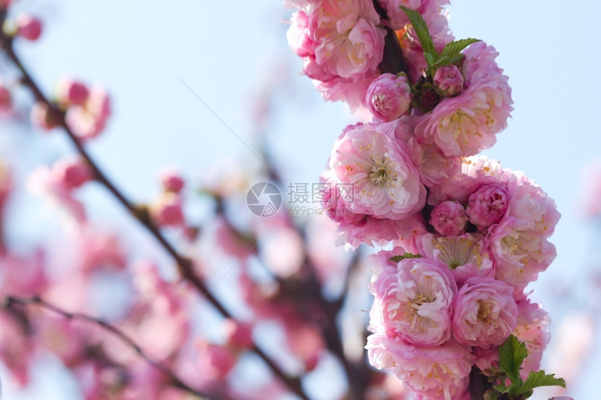 紫色植物新鲜的阳光明媚春日粉红樱花图片