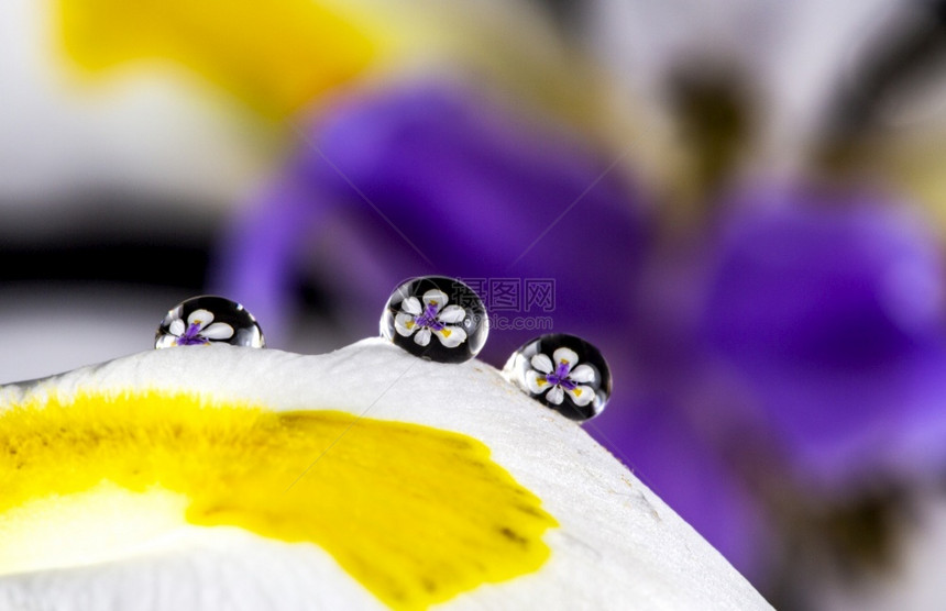 两星期虹膜大花非洲爱丽丝对同一花朵瓣顶上的水滴反射图片