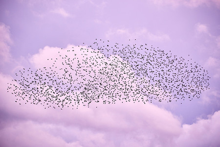 寒鸦淡紫色秋天空中的鸟群观看丰富多彩的图片
