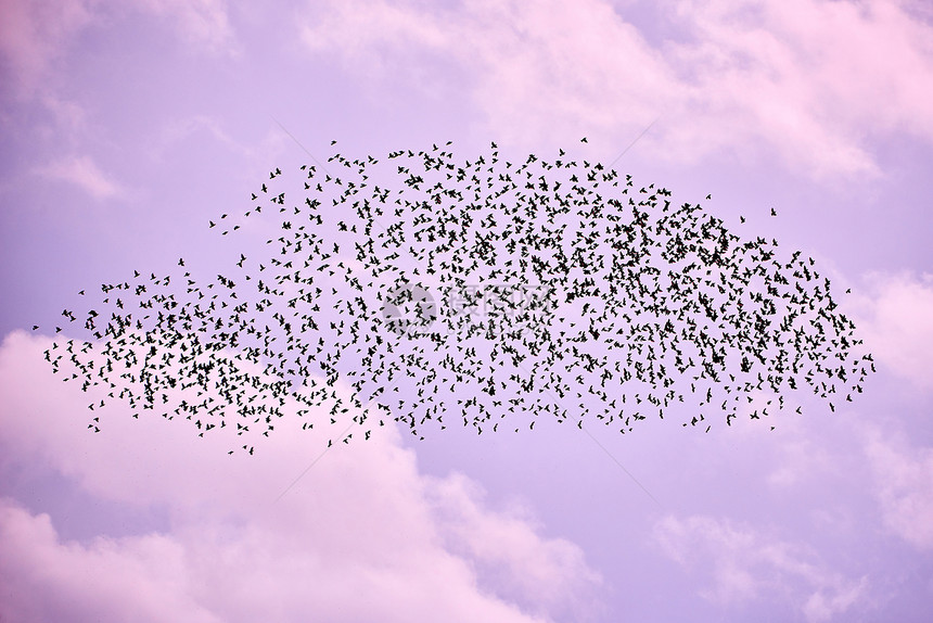 淡紫色秋天空中的鸟群观看羽毛太阳图片