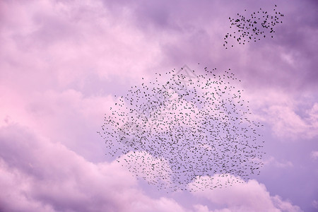 鸟类优雅照片淡紫色秋天空中的鸟群图片