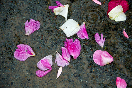 花店丰富多彩的浪漫婚礼后玫瑰在地上脱落背景图片