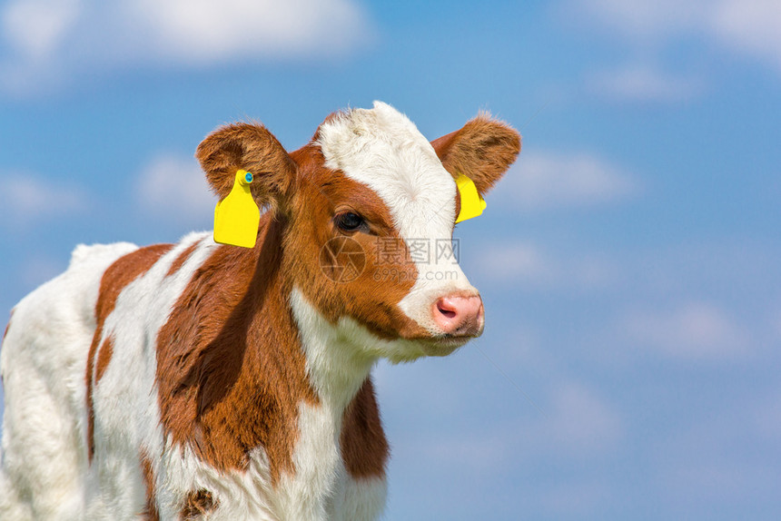 迷人的舍内维尔蓝天空的新生欧洲小牛群哺乳动物图片