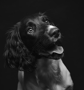 英国史宾格犬可爱的外套高清图片