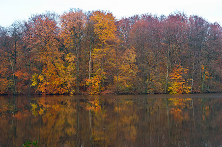秋天的风景黄色和红的秋天树木黄色和红的秋天树木的风景太阳新鲜落下图片