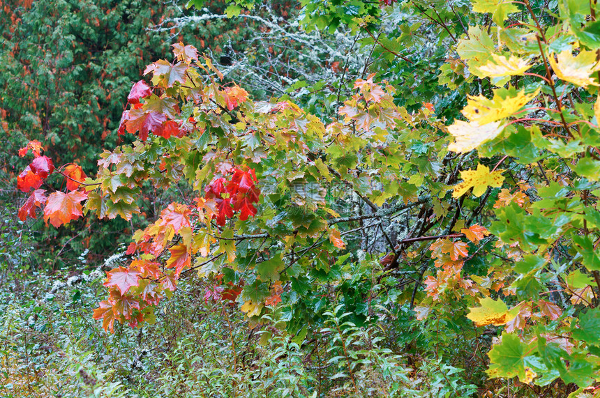 季节秋天的风景黄色和红的秋天树木黄色和红的秋天树木的风景金宁静图片