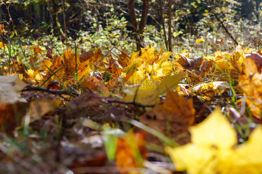 放松黄树叶和红秋底背景幕黄树和红假自然框架图片