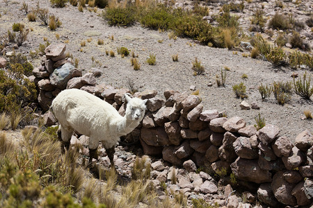 自然可选择的婴儿秘鲁安第斯山脉秘鲁南美洲的Alpaca图片