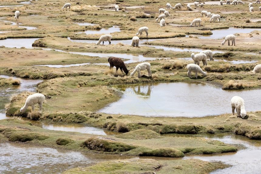 秘鲁安第斯山脉秘鲁南美洲的Alpaca荒野微笑图片