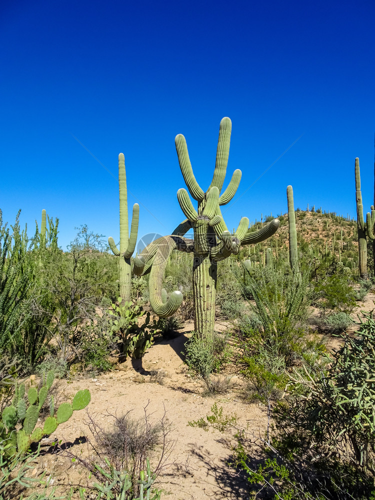 Saguaro公园亚利桑那沙漠植物群图片