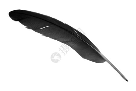 美丽的黑羽毛在白色背景上被孤立鸽子天鹅毛笔图片