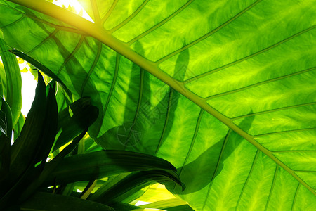 热带绿色树叶在自然绿林中阳光照耀叶子丛林花园图片