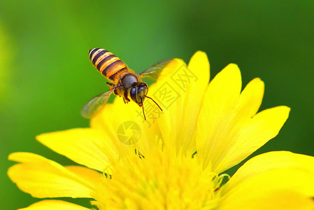 动物蜜蜂飞向美丽的花朵蜜蜂飞向美丽的花朵黄色新鲜图片