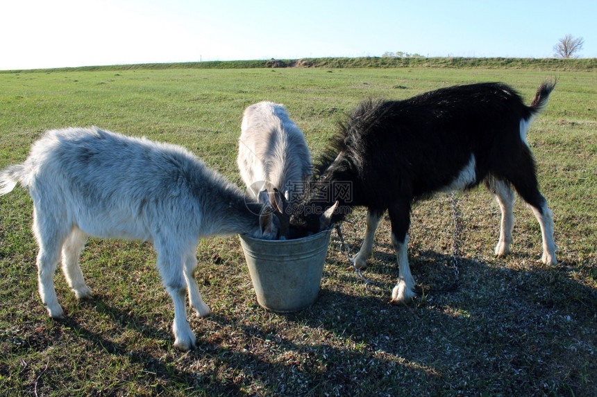 迷人的畜牧业三只山羊从水桶里喝三只山羊在牧场上从水桶里喝年轻的图片