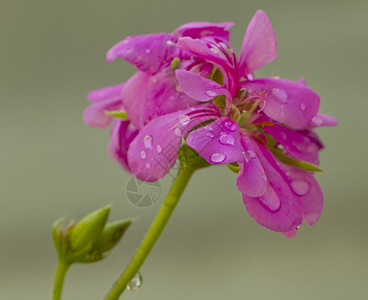 细节充满活力用水滴关闭粉红色天竺葵的图片