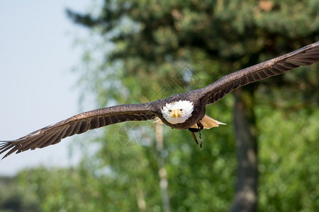 自然美国秃鹰在飞行中民图片