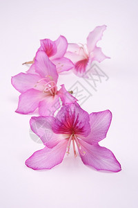 植物白色背景的浅度DOF花朵美丽的粉红花朵闻芽图片