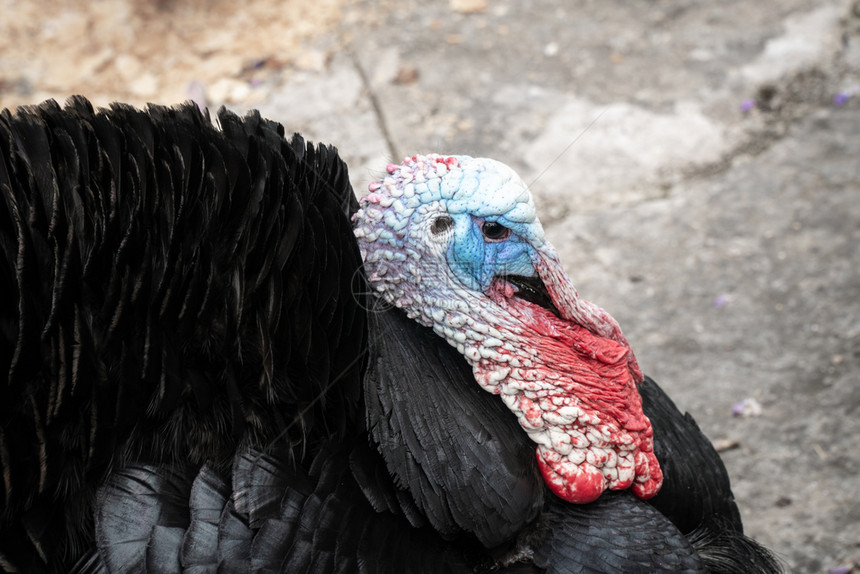 观鸟羽毛男土耳其人MelleagrisGallopavavo蓝头和红支撑图片